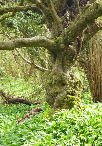 old rugged tree in woods