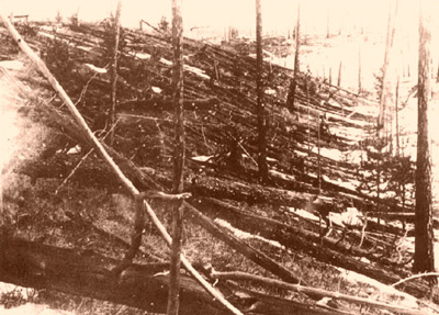 old photo of devastated forest, trees on ground