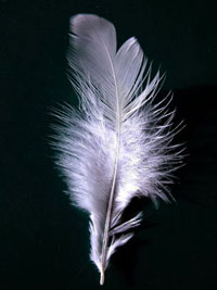 a white feather against black background