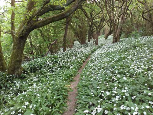 drifts of white wild garlic flowers in woodland