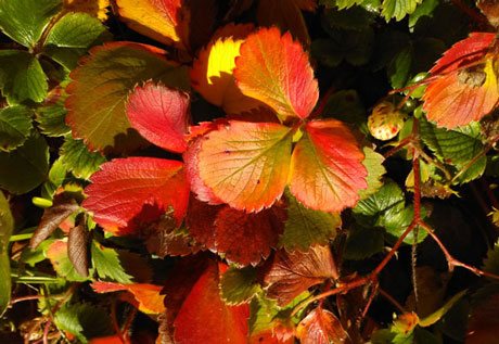 scarlet and gold leaves of wild strawberry