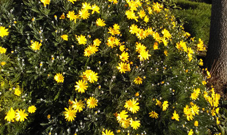 yellow, daisy-like flowers - euryops